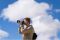 Объектив Sony 70-200mm, f/4.0 G OSS II для камер NEX FF