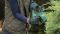 Кусторез аккумуляторный Bosch EasyHedgeCut EasyHedgeCut 18-45 18В акб 1х2А·час лезвие 45см шаг реза 15мм ЗП 3.7кг