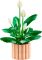 Конструктор LEGO Botanicals Спатифілум